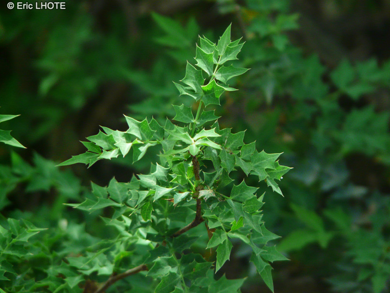 Berberidaceae - Mahonia haematocarpa - Mahonia