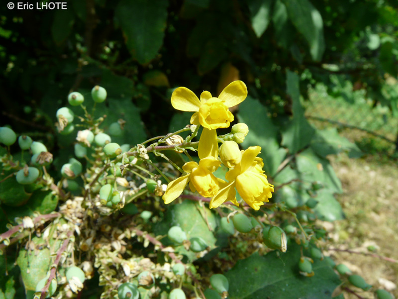  - Mahonia x Wagneri Hasting Elegant - 