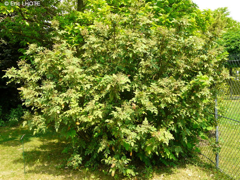 Berberidaceae - Mahonia x Wagneri Hasting Elegant - Mahonia