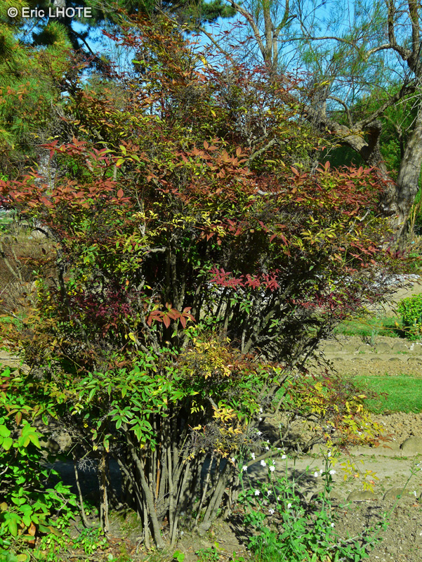  - Nandina domestica - 