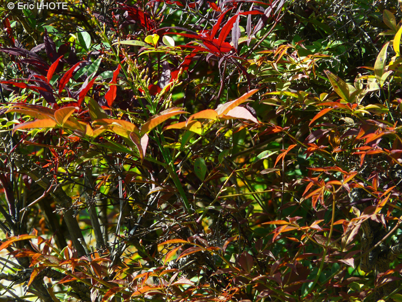  - Nandina domestica - 