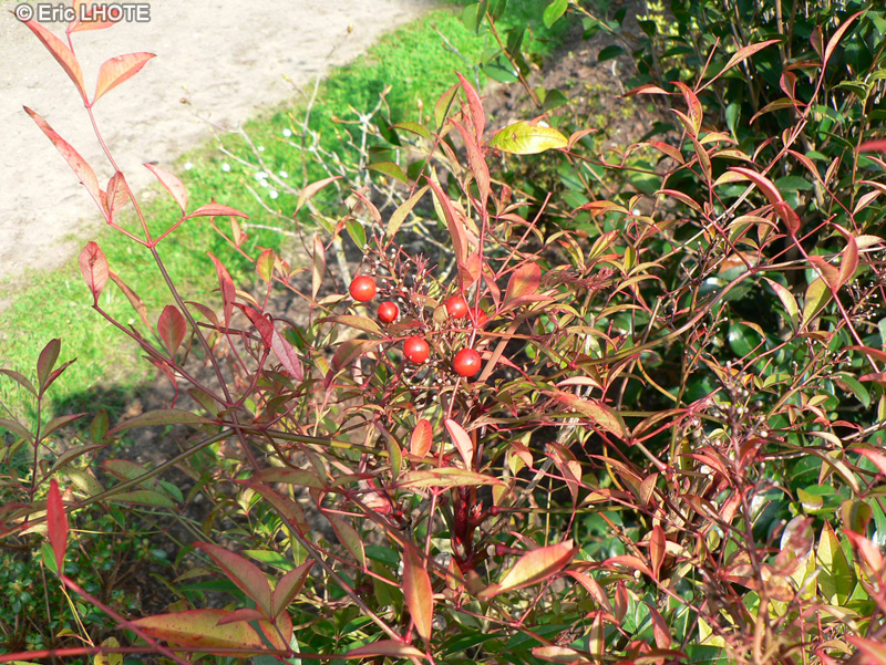  - Nandina domestica - 