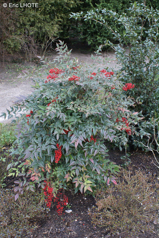  - Nandina domestica - 