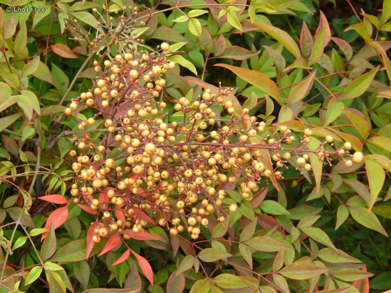  - Nandina domestica - 