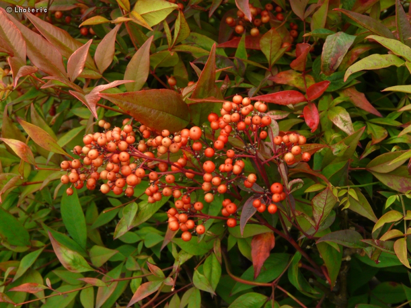  - Nandina domestica - 