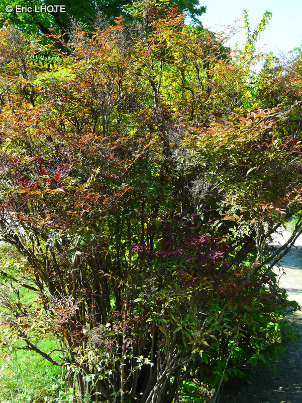 Berberidaceae - Nandina domestica - Nandine, Bambou sacré, Bambou céleste, Bambou de la Félicité