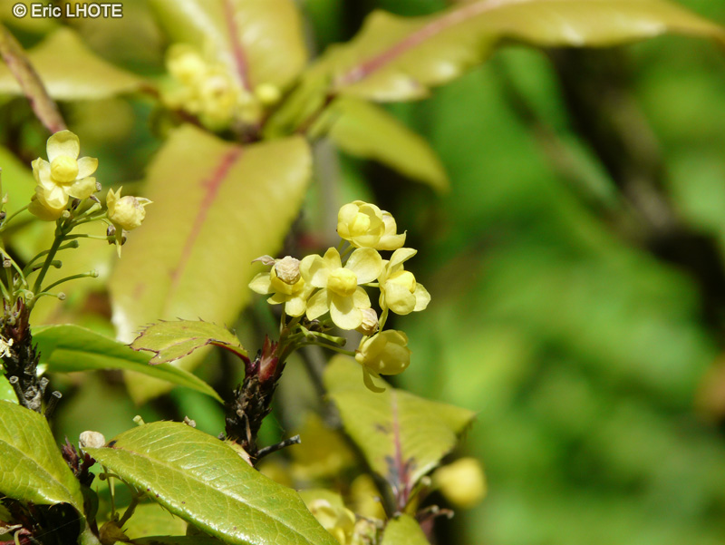  - Mahoberberis x aquisargentii - 