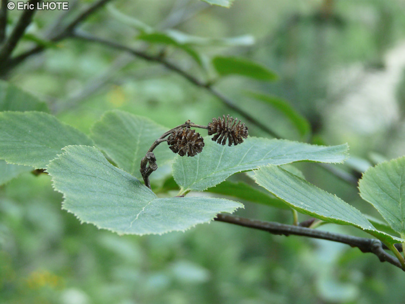  - Alnus alnobetula subsp. alnobetula - 