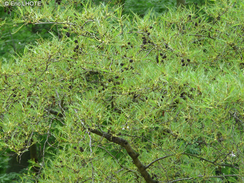  - Alnus glutinosa Imperialis - 