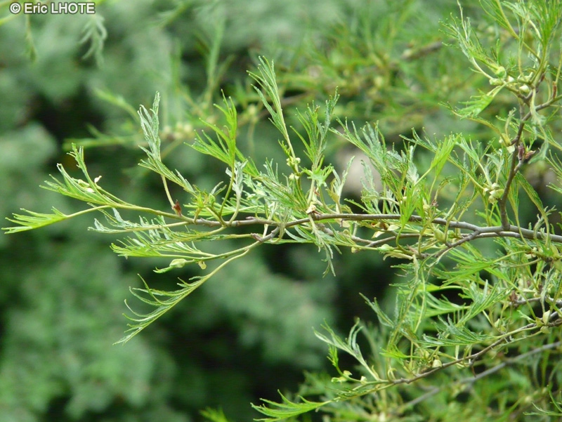  - Alnus glutinosa Imperialis - 