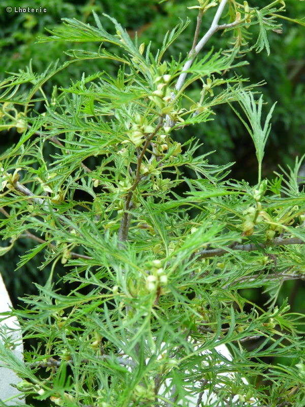  - Alnus glutinosa Imperialis - 