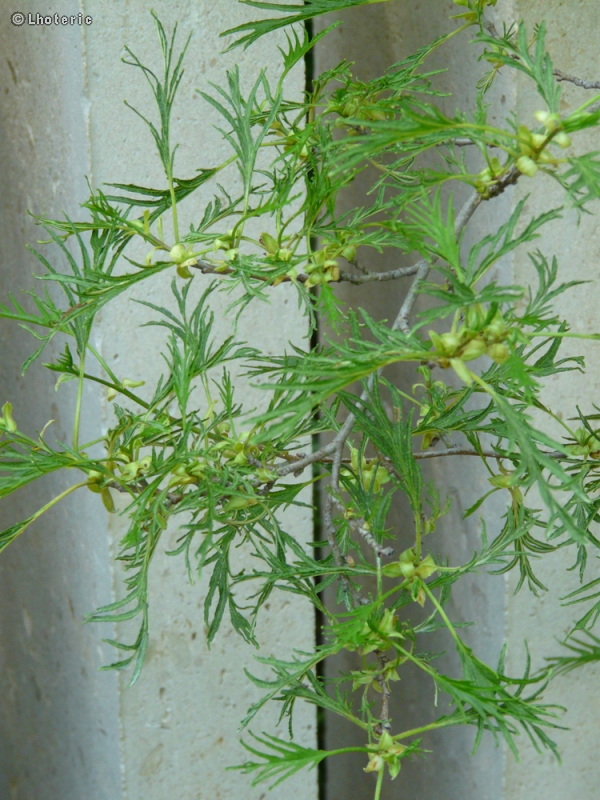  - Alnus glutinosa Imperialis - 