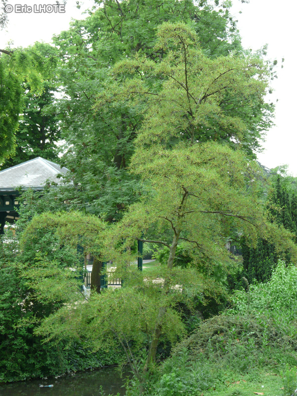 Betulaceae - Alnus glutinosa Imperialis - Aulne impérial