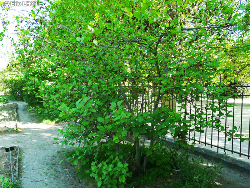  - Alnus viridis ssp. crispa Turrill var. mollis - 