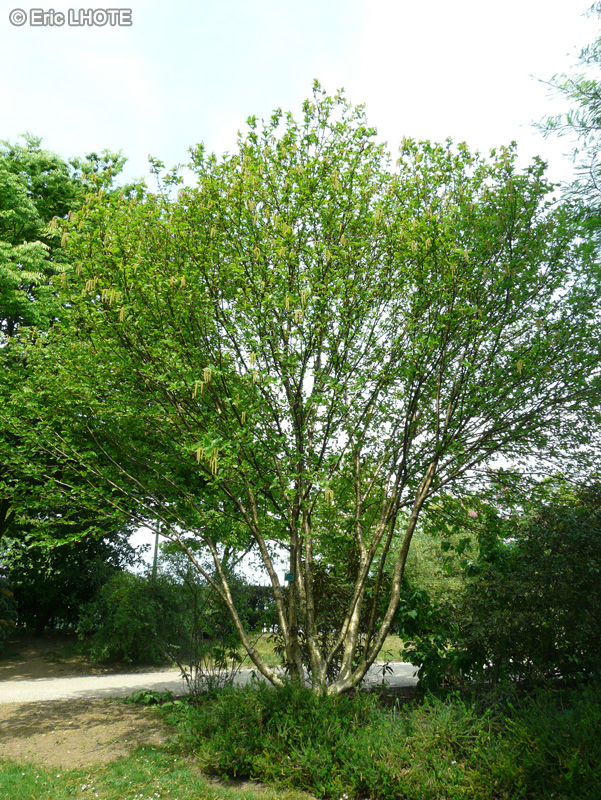  - Betula Medwediewii - 