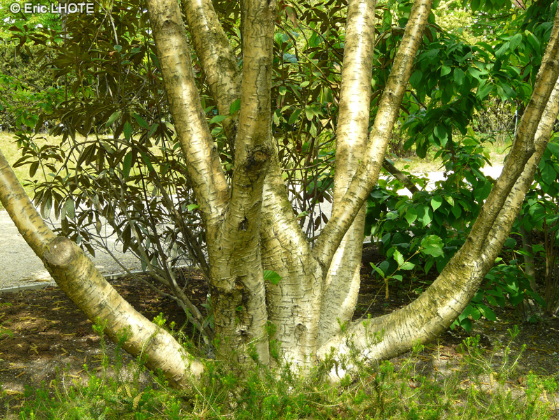  - Betula Medwediewii - 
