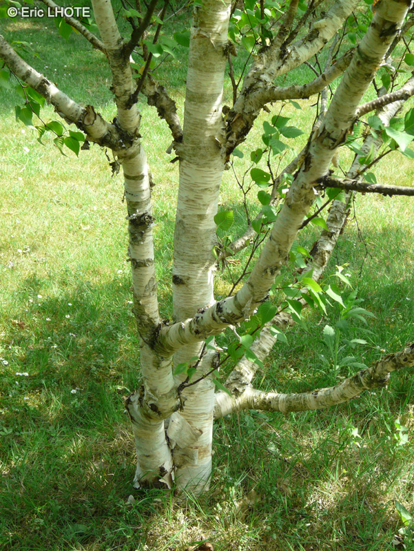  - Betula costata - 