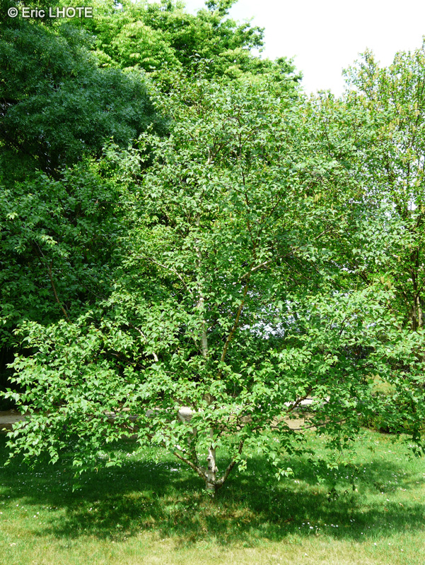 Betulaceae - Betula costata - Bouleau