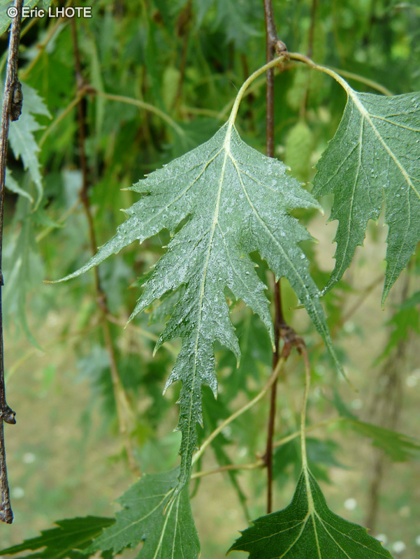  - Betula pendula Gracilis - 