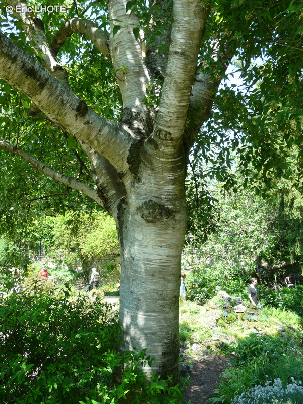  - Betula utilis ssp. jacquemontii - 