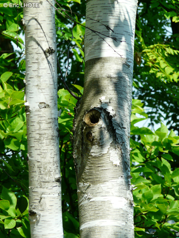  - Betula utilis ssp. jacquemontii - 