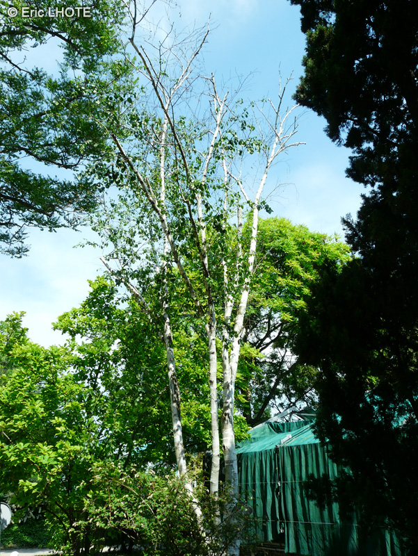 - Betula utilis ssp. jacquemontii - 