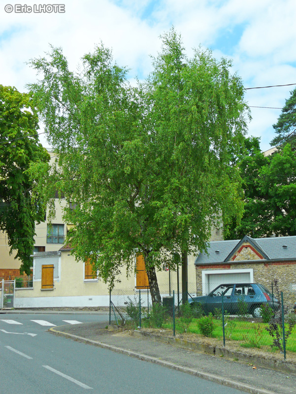  - Betula verrucosa - 