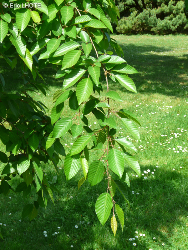  - Carpinus Turczaninowii - 