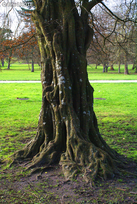  - Carpinus betulus - 