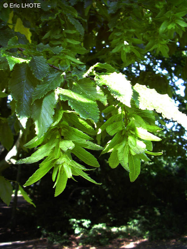  - Carpinus betulus - 
