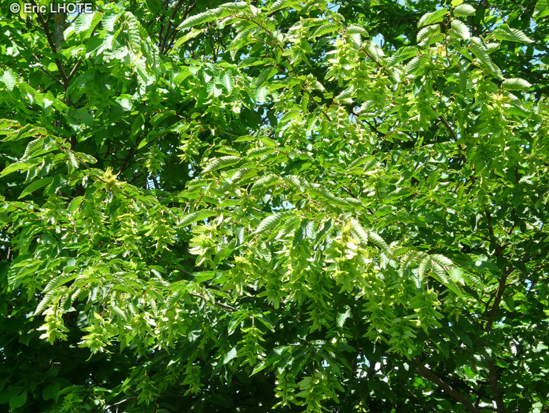  - Carpinus betulus - 