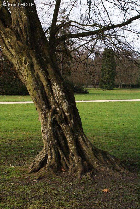 Betulaceae - Carpinus betulus - Charme