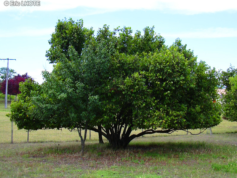  - Corylus avellana - 
