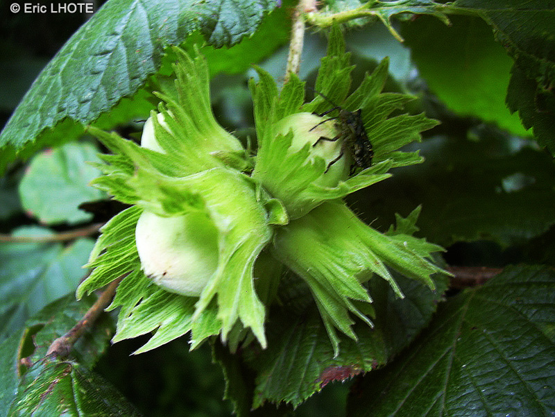 Betulaceae - Corylus avellana - Noisetier