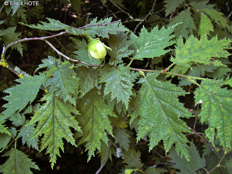 Betulaceae - Corylus colurna - Noisetier de Bysance