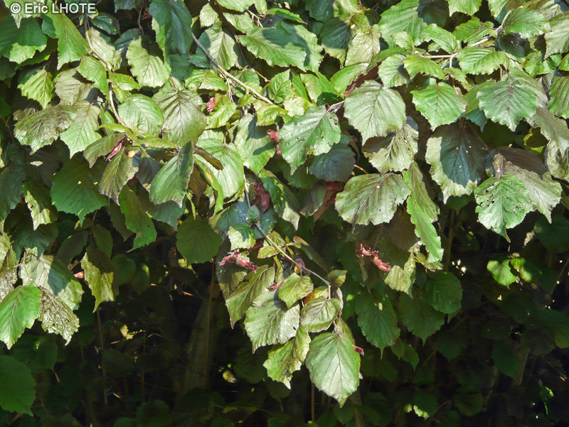  - Corylus maxima Purpurea - 