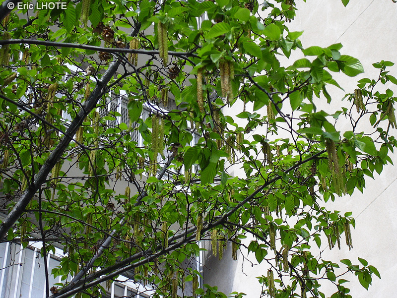 Betulaceae - Ostrya carpinifolia - Charme houblon