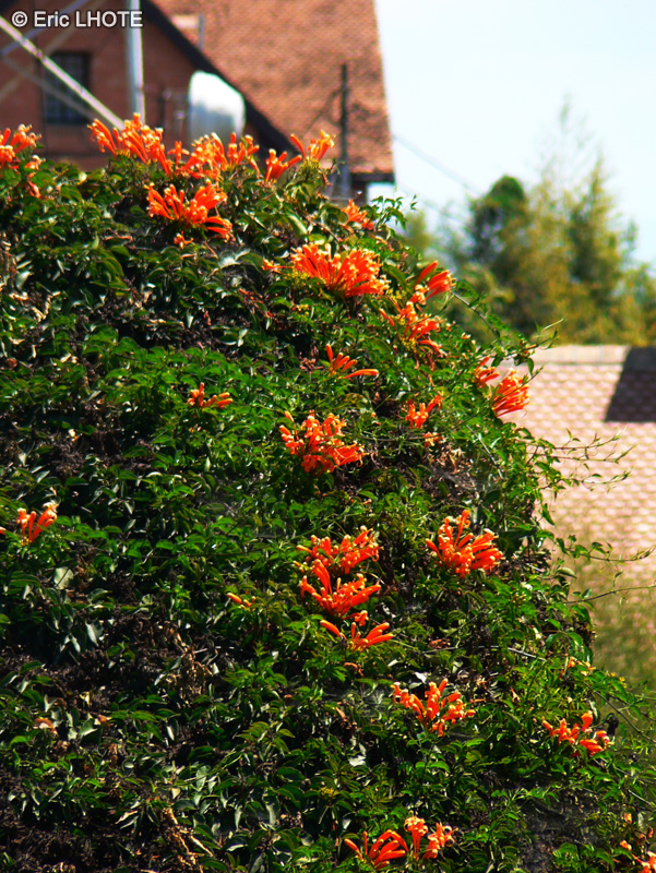  - Campsis radicans - 
