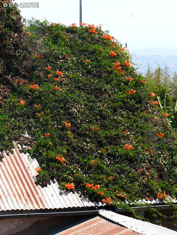  - Campsis radicans - 