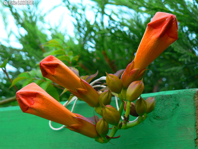  - Campsis radicans - 