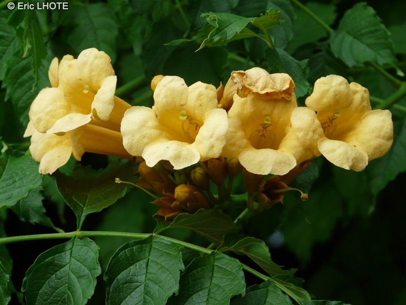  - Campsis radicans Flava - 
