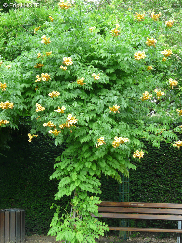  - Campsis radicans Flava - 