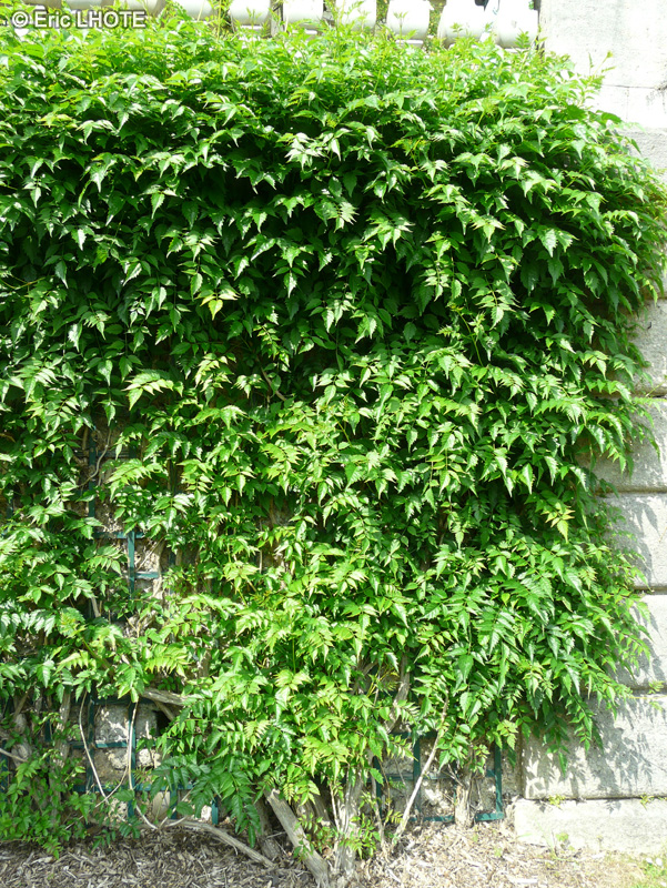 Bignoniaceae - Campsis x tagliabuana - Bignone Mme Galen