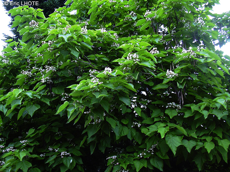  - Catalpa bignonioides - 