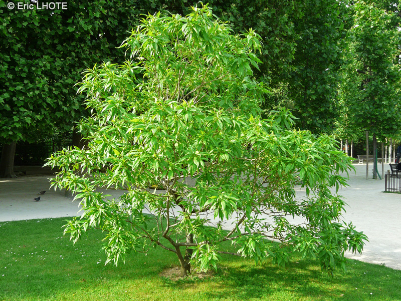 Bignoniaceae - Chitalpa tashkentensis - Chitalpa de Tashkent