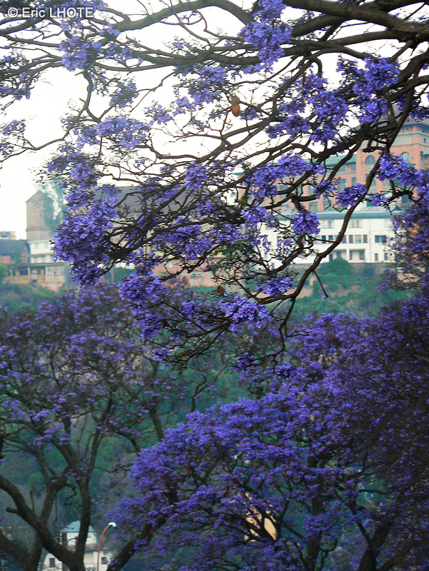 Bignoniaceae - Jacaranda mimosifolia - Jacaranda, Arbre à huîtres, Flamboyant bleu