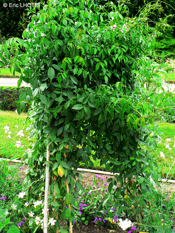Bignoniaceae - Pandorea jasminoides - Pandorea, Bignonia, Tecoma