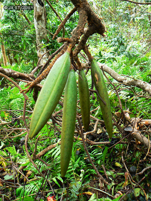  - Spathodea campanulata - 