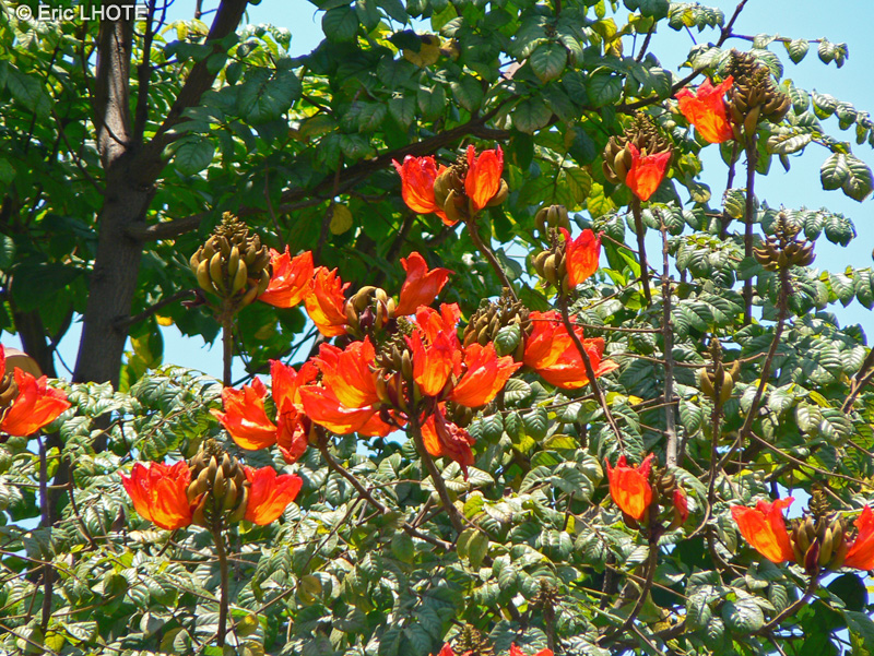 - Spathodea campanulata - 