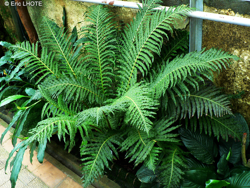 Blechnaceae - Blechnum brasiliense - Blechne du Brésil